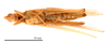 CollectionObject 1538204; 6c0f6d85-ac97-4014-bba9-b25074ac69f8: female, ventral view (holotype). (CollectionObject).