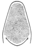 Neoconocephalus lyristes (Rehn & Hebard, 1905): shape and coloration of cone, ventral view. (Otu).