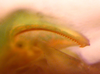 CollectionObject 1568262; ca886a3b-4a9e-47b0-b3d2-91285f4e26ee: stridulatory file (holotype). (CollectionObject).