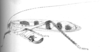 Calopsyra (Calopsyra) octomaculata (Westwood, 1848): Fig. 12 [anterior portion distorted]. female habitus (pronotum length 7.5 mm, tegmen 57 mm, hind femur 31 mm, ovipositor 12 mm). (Otu).