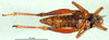CollectionObject 1565162; 228b7edc-108a-42c2-8b2c-8ff64baa0b7f: female, ventral view (paratype). (CollectionObject).