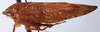 Habitus, lateral view on Dwightla McKamey, 2003: Dwightla sp., laterally (MNHN). (Observation).