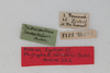 CollectionObject 1505857; a2ec29e8-6cf7-4da3-a03c-db691a40b2bc: female, labels (syntype). (CollectionObject).