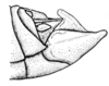 Conometopus sulcaticollis (Blanchard, 1851): Fig. 16A. male abdomen tip, lateral view. (Otu).