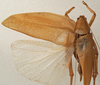 CollectionObject 1534570; 90ad0d4c-a180-431b-a537-83e9b642daa1: male, dorsal view (holotype). (CollectionObject).