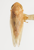 Habitus, dorsal view: !! display not done !! on Graminella mohri DeLong, 1937: (Observation).