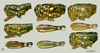 Philocleon scudderi (Hebard, 1932): head, pronotum and femur, lateral view. (Otu).