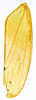 Forewing on Carapona vulta (DeLong & Freytag, 1975): Male [DZRJ: forewing. (Observation).