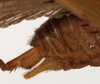 CollectionObject 1534507; 75ba925d-712a-4e9f-8d94-aa838f185da0: male cerci (syntype). (CollectionObject).
