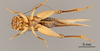 CollectionObject 2804354; 3ddd5b05-ad15-4738-8f26-5fcf75536a35, FCE- GY 76, occurrenceID:- GY 76: (CollectionObject).