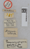 CollectionObject 1520239; 883b8bb0-e86e-4da2-854e-3bc4b5d7217c: labels (holotype). (CollectionObject).