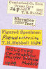 CollectionObject 1499235; 2fdb5a79-ea20-4d47-a592-29bdc6e3b68e: labels (holotype). (CollectionObject).