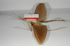 CollectionObject 1557425; 2b097204-6d6d-41fd-a339-280c85ea5c04: copyright ZMB, Berlin. male, ventral view of synonym Haplopus ceratophyllus (syntype). (CollectionObject).;CollectionObject 1557426; c4b643df-7950-47f4-b9fd-d880ccb56f72: copyright ZMB, Berlin. male, ventral view of synonym Haplopus ceratophyllus (syntype). (CollectionObject).