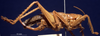 CollectionObject 1520548; 7295936e-9c77-4567-90fa-01f429bf9577: male, lateral view. (CollectionObject).