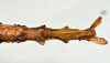 CollectionObject 1556966; a89197eb-23aa-4902-b0f8-bc0103067a78: copyright CMNZ, Christchurch. female of synonym Acanthoxyla suteri: end of abdomen, ventral view (syntype). (CollectionObject).