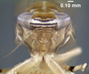 Head: !! display not done !! on Scaphoideus (Scaphoideus) immistus (Say, 1831): (Observation).