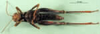 CollectionObject 1502325; 0770477c-803f-4021-a526-274c8f2f8fdb, DORSA BA000554S03: female, ventral view (syntype). (CollectionObject).
