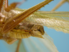 CollectionObject 1542786; DEES #10054, 279e0255-d7ff-4135-a200-5504624c8644: male, apex of the abdomen latero-ventral view (holotype). (CollectionObject).