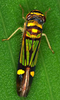 Habitus, dorsal view: !! display not done !! on Dilobopterus Signoret, 1850: Dilobopterus sp. @ Costa Rica, by Gernot Kunz. (Observation).