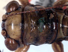 CollectionObject 1516934; 286cd16d-1263-493f-89f3-f5fb86f6a2f7: female head and pronotum, dorsal view (holotype of Mortoniellus chopardi). (CollectionObject).
