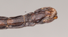 CollectionObject 1557071; NHMUK(SF IMPORT DUPLICATE) 845248, 2fc4d996-1629-428d-9b69-6debb66cadc3: copyright Natural History Museum, London. male: end of abdomen, ventral view of Anisomorpha paromalus (lectotype). (CollectionObject).
