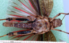 CollectionObject 1530732; 559953a5-118d-4b75-8683-688eb6265614, DORSA SAbraholHTM: male, ventral view (holotype). (CollectionObject).