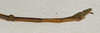 CollectionObject 1557161; NMW 961, 08db8440-c65e-4722-b682-fa7baa0d132b: copyright NMW. male: end of abdomen, lateral view (holotype). (CollectionObject).