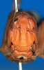 CollectionObject 1506407; c29c3ffd-d756-4ac0-9c8f-cefe0c4f8abd: female, frontal view (syntype). (CollectionObject).