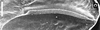 Arnobia ocellata (Ingrisch, 1994): stridulatory file. (Otu).