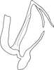 Aedeagus, lateral view on Anufrievia wolongensis Yang & Zhang, 2018: Aedeagus, lateral view. (Observation).