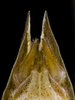 CollectionObject 2744365; d32c7632-442c-4857-aa71-a1c413ec763b: Male. Dorsal view. Poñén, Biobío, Chile. Photo: Francisco Rivas. (CollectionObject).