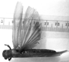 CollectionObject 1532753; 233aaa2a-57e8-4da6-9f0f-6c34c6adac59: Image Carbonell, C.S. [mirror image]. female, dorsal view (holotype). (CollectionObject).