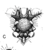 Head on Eucyphonia mourei (Sakakibara, 1968): (Observation).