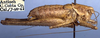 Idiostatus middlekauffi Rentz, 1973: male, lateral view (paratype). (Otu).