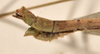 CollectionObject 1561971; a4f16831-97e2-4734-896b-ae13ccbaea01: copyright OUMNH. male: end of abdomen, lateral view of Necroscia meneptolemus (holotype). (CollectionObject).