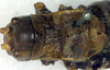 CollectionObject 1500224; 512e9784-5bad-4ccb-8ad2-d857227eb66b: male pronotum, dorsal view (holotype). (CollectionObject).