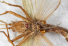 CollectionObject 1531375; a20196cc-f564-4b37-b4b0-fc9f1feaedac: female, ventral view (holotype). (CollectionObject).