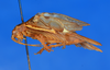 CollectionObject 1540494; c62d6514-f587-4966-a28e-a67e7aad28dd: male, lateral view (holotype). (CollectionObject).