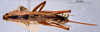 CollectionObject 1516179; 05d28f2e-bb87-489f-91ee-ead5e799995e: female, dorsal view (holotype). (CollectionObject).