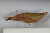 CollectionObject 1505723; 27ffbcd4-93cb-4900-9837-2677ce18f56c: male, lateral view (syntype). (CollectionObject).