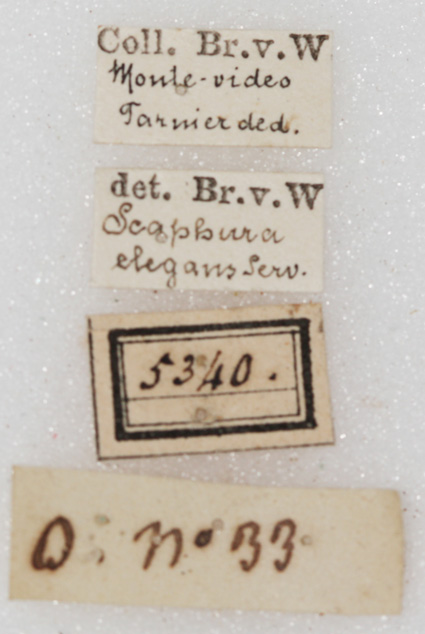 labels. Depicts CollectionObject 1552395; NMW 5340, 82be024e-0434-4008-b120-82003d7eab7c, a CollectionObject.