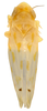 Habitus, dorsal view: Habitus (MSU collection). (Observation).