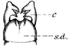 Episattus marmoratus Brongniart, 1897: male cerci. (Otu).