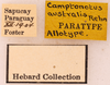 CollectionObject 1521987; ee2e2e7f-4555-4e5a-a05b-6772fade9f56: Female, labels (syntype). (CollectionObject).