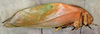 CollectionObject 1536131; 60c5e845-0fb2-4061-a698-9543161be91c: male, lateral view (holotype). (CollectionObject).