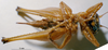 CollectionObject 1503326; MBBJ 3225230, 36509392-f748-4bfd-af33-1e1d80fd2295: female ventral view. (CollectionObject).
