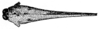Systolederus cinereus Brunner von Wattenwyl, 1893: Fig. 109 (after type). female, head and pronotum, dorsal view. (Otu).