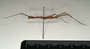 CollectionObject 1559793; 0a7ec422-ba73-46a5-8861-7ab5fda3ae92: copyright MIZ, Warsaw. male, lateral view (holotype). (CollectionObject).