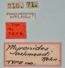 CollectionObject 1559952; USNM(SF IMPORT DUPLICATE) 6974, 0194ce65-310a-4ae0-914d-acc0651d0af1: copyright USNM, Washington. (CollectionObject).