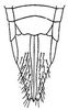 Ovipositor: female pygofer, ventrally. (Observation).
